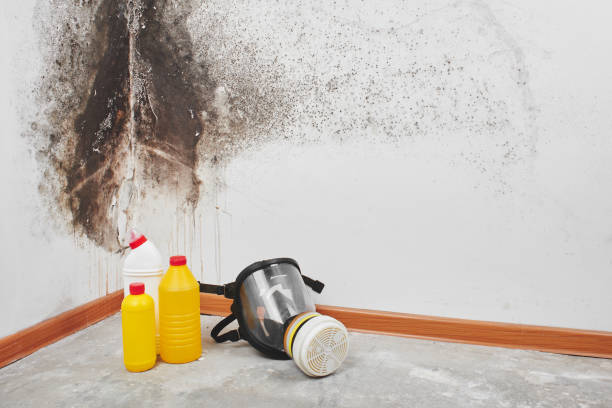 Best Best Mold Removal Companies  in Westover, WV