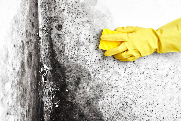 Best Fast Mold Removal  in Westover, WV