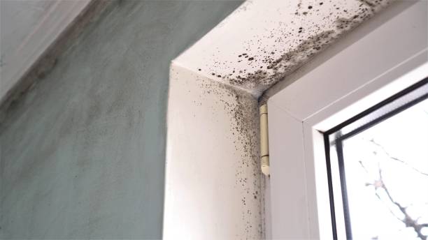 Best Office Mold Removal Services  in Westover, WV