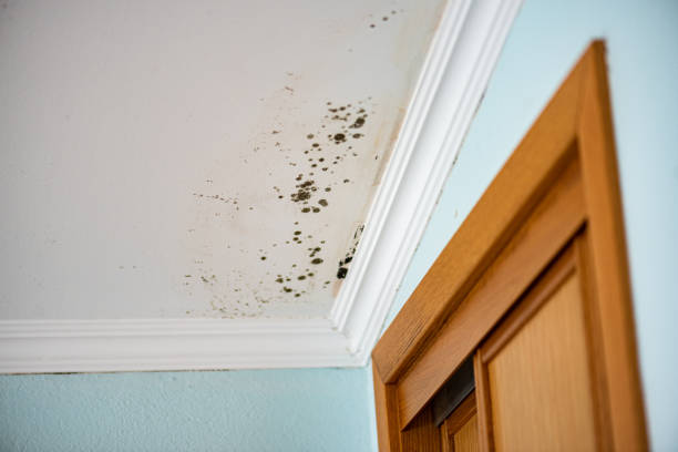 Professional Mold Removal in Westover, WV