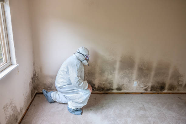 Best Mold Cleaning Services  in Westover, WV