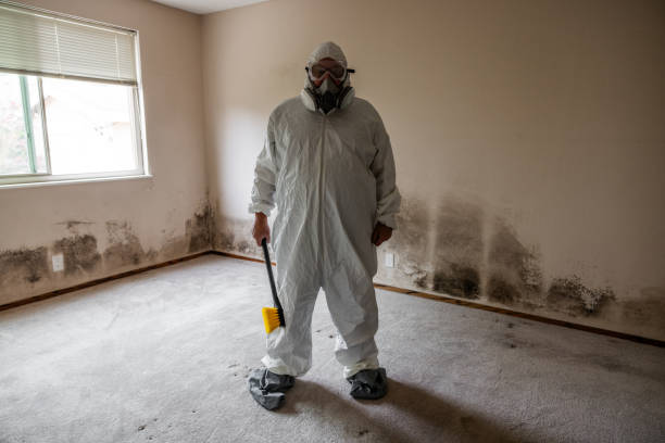 Best Commercial Mold Removal  in Westover, WV