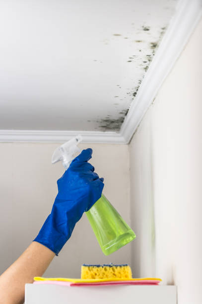 Best Commercial Mold Removal  in Westover, WV