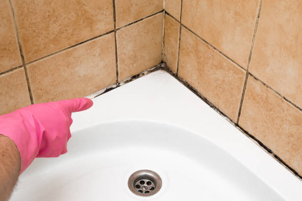 Best Affordable Mold Removal  in Westover, WV